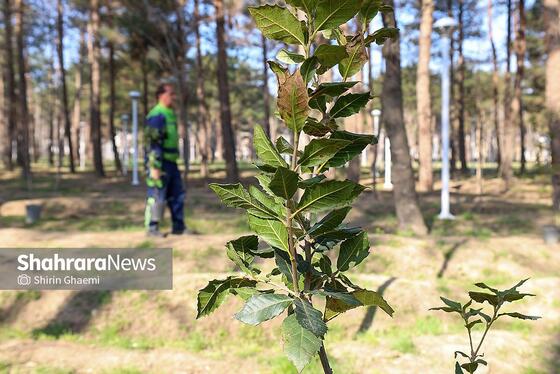 گزارش تصویری | کاشت درخت توسط دانش‌آموزان مدارس استثنایی مشهد