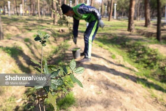گزارش تصویری | کاشت درخت توسط دانش‌آموزان مدارس استثنایی مشهد