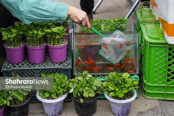گزارش تصویری | حال‌وهوای بازار گل و گیاه مشهد در آستانه نوروز ۱۴۰۵