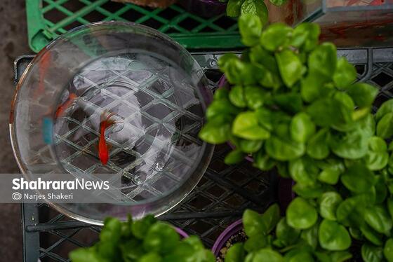 گزارش تصویری | حال‌وهوای بازار گل و گیاه مشهد در آستانه نوروز ۱۴۰۵