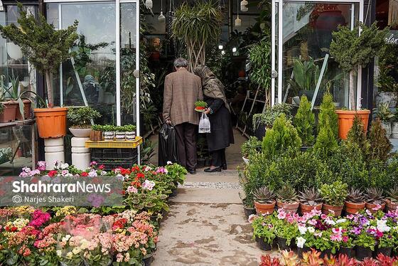 گزارش تصویری | حال‌وهوای بازار گل و گیاه مشهد در آستانه نوروز ۱۴۰۵