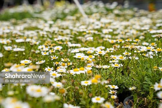 گزارش تصویری | حال‌وهوای بازار گل و گیاه مشهد در آستانه نوروز ۱۴۰۵
