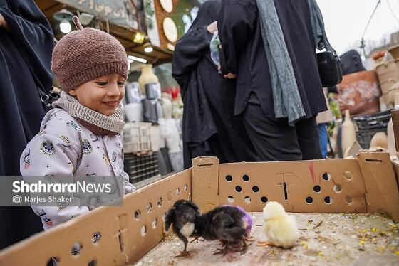 گزارش تصویری | حال‌وهوای بازار گل و گیاه مشهد در آستانه نوروز ۱۴۰۵