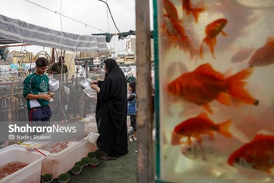 گزارش تصویری | حال‌وهوای بازار گل و گیاه مشهد در آستانه نوروز ۱۴۰۵