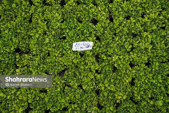 گزارش تصویری | حال‌وهوای بازار گل و گیاه مشهد در آستانه نوروز ۱۴۰۵