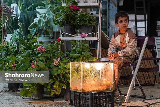 گزارش تصویری | حال‌وهوای بازار گل و گیاه مشهد در آستانه نوروز ۱۴۰۵