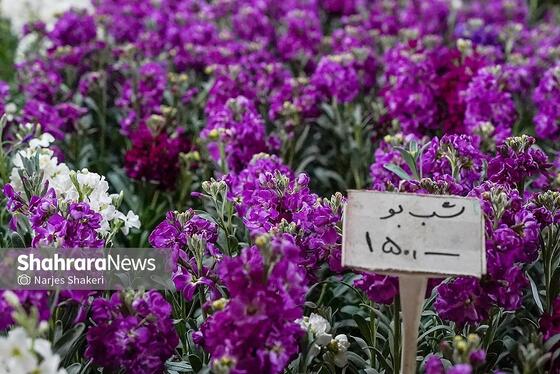 گزارش تصویری | حال‌وهوای بازار گل و گیاه مشهد در آستانه نوروز ۱۴۰۵