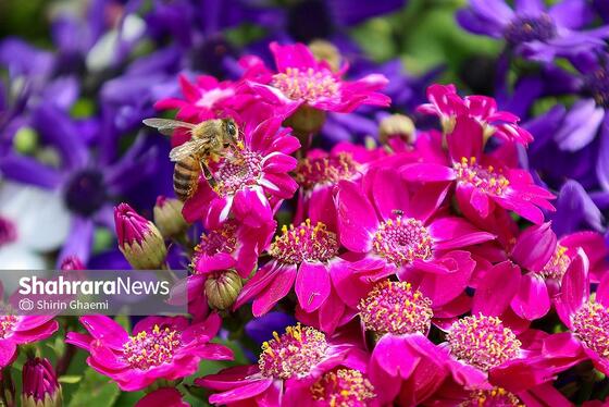 گزارش تصویری | باغ گلهای مشهد میزبان بازدید کننده گان نوروزی