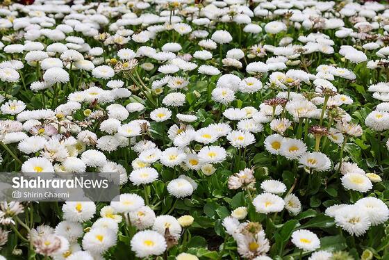 گزارش تصویری | باغ گلهای مشهد میزبان بازدید کننده گان نوروزی