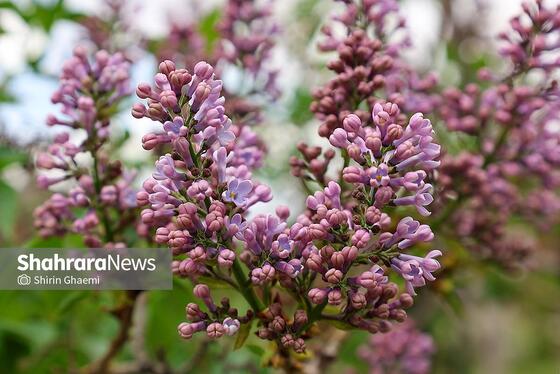 گزارش تصویری | باغ گلهای مشهد میزبان بازدید کننده گان نوروزی