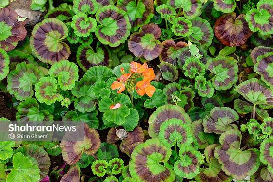 گزارش تصویری | باغ گلهای مشهد میزبان بازدید کننده گان نوروزی