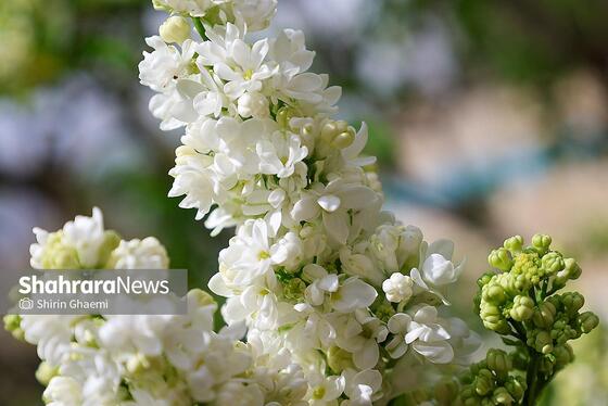 گزارش تصویری | باغ گلهای مشهد میزبان بازدید کننده گان نوروزی