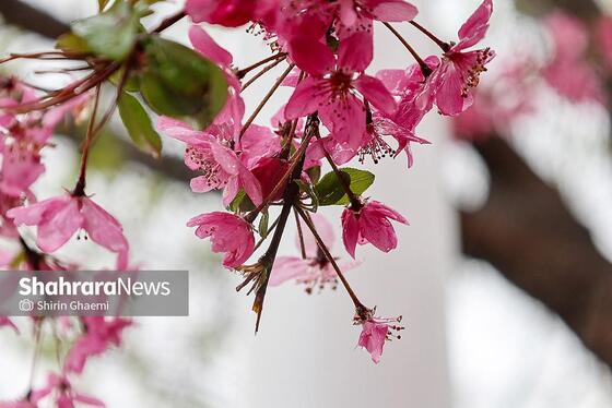 گزارش تصویری | شهر مشهد زیر بارش رحمت الهی در روز ۱۲ فروردین