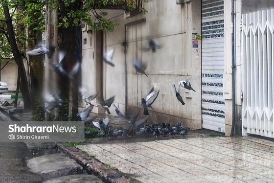 گزارش تصویری | شهر مشهد زیر بارش رحمت الهی در روز ۱۲ فروردین