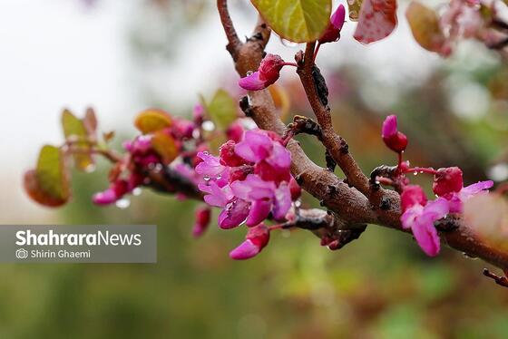گزارش تصویری | شهر مشهد زیر بارش رحمت الهی در روز ۱۲ فروردین