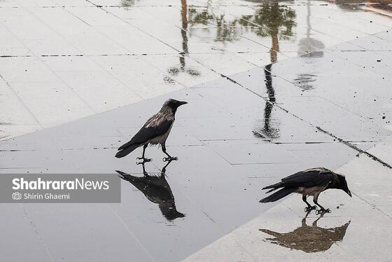 گزارش تصویری | شهر مشهد زیر بارش رحمت الهی در روز ۱۲ فروردین