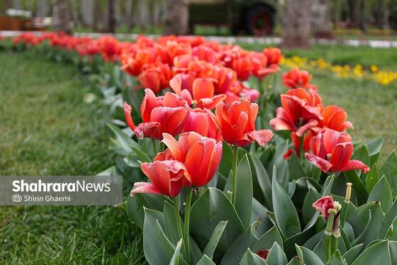 گزارش تصویری | جشنواره گل‌های لاله در مشهد