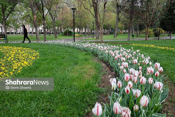 گزارش تصویری | جشنواره گل‌های لاله در مشهد
