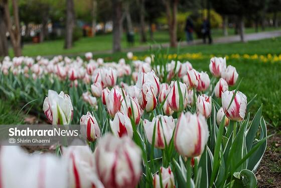 گزارش تصویری | جشنواره گل‌های لاله در مشهد