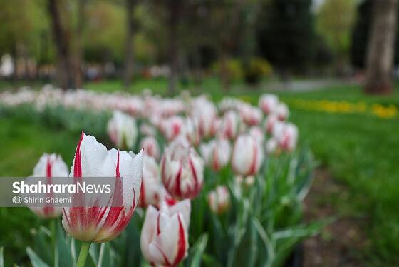 گزارش تصویری | جشنواره گل‌های لاله در مشهد