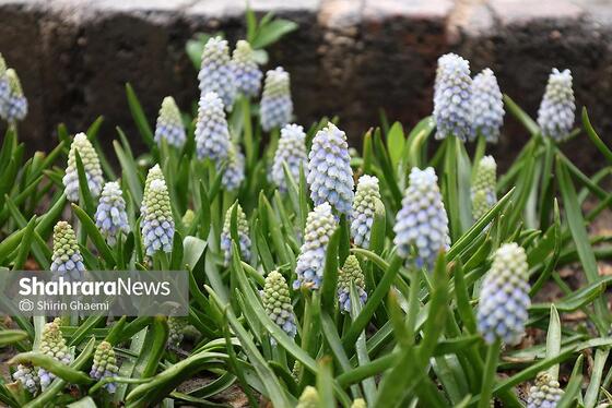 گزارش تصویری | جشنواره گل‌های لاله در مشهد