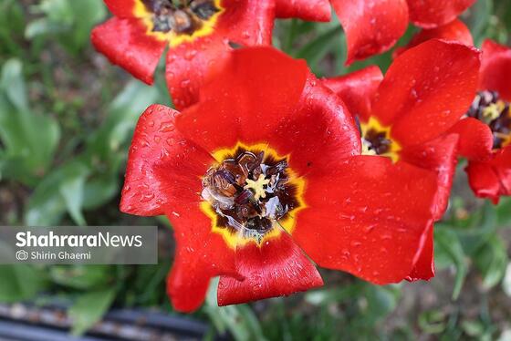 گزارش تصویری | جشنواره گل‌های لاله در مشهد