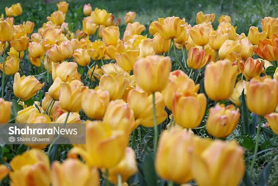 گزارش تصویری | جشنواره گل‌های لاله در مشهد