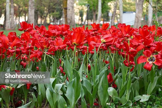 گزارش تصویری | جشنواره گل‌های لاله در مشهد