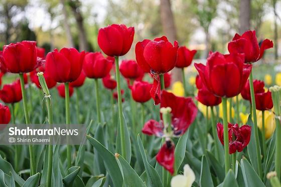 گزارش تصویری | جشنواره گل‌های لاله در مشهد