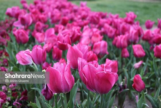 گزارش تصویری | جشنواره گل‌های لاله در مشهد