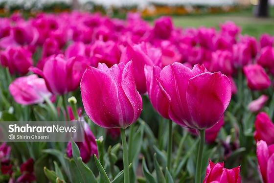 گزارش تصویری | جشنواره گل‌های لاله در مشهد