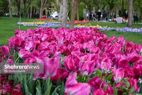 گزارش تصویری | جشنواره گل‌های لاله در مشهد