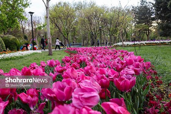 گزارش تصویری | جشنواره گل‌های لاله در مشهد