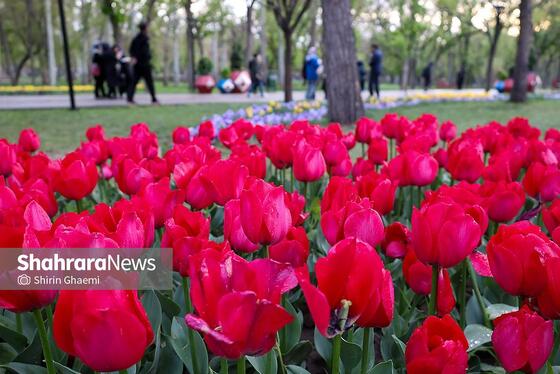 گزارش تصویری | جشنواره گل‌های لاله در مشهد
