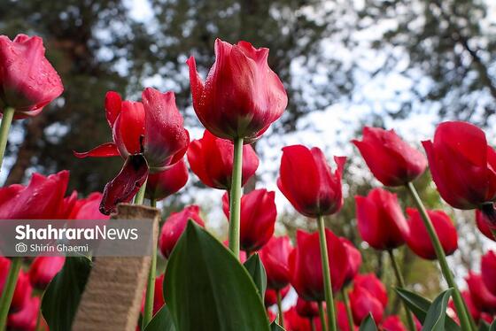 گزارش تصویری | جشنواره گل‌های لاله در مشهد