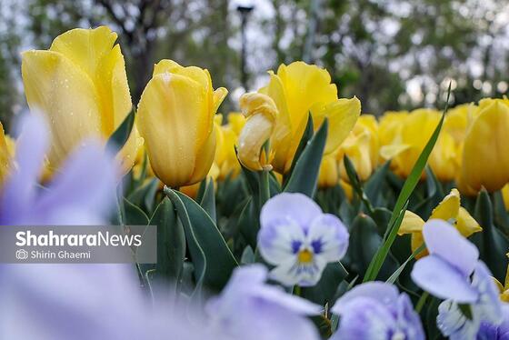 گزارش تصویری | جشنواره گل‌های لاله در مشهد