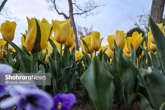 گزارش تصویری | جشنواره گل‌های لاله در مشهد