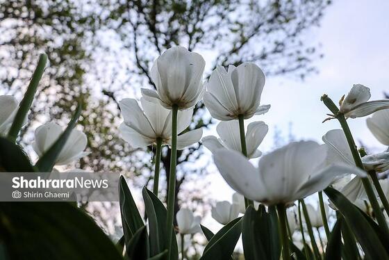 گزارش تصویری | جشنواره گل‌های لاله در مشهد
