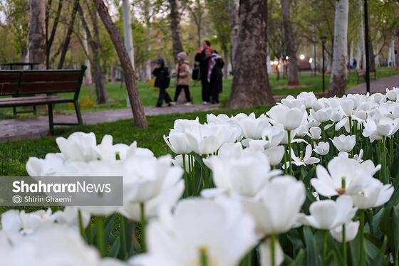 گزارش تصویری | جشنواره گل‌های لاله در مشهد