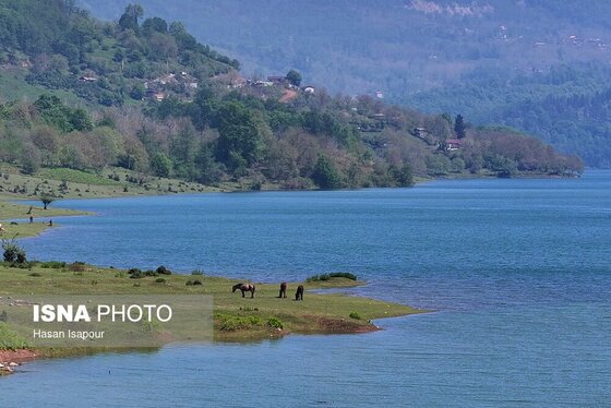 گزارش تصویری | طبیعت بهاری دریاچه لفور - مازندران
