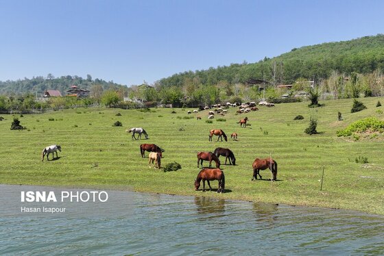 گزارش تصویری | طبیعت بهاری دریاچه لفور - مازندران