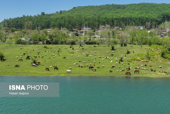 گزارش تصویری | طبیعت بهاری دریاچه لفور - مازندران