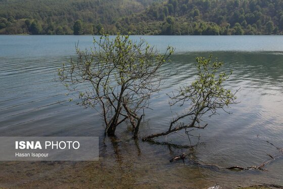 گزارش تصویری | طبیعت بهاری دریاچه لفور - مازندران