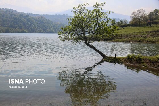 گزارش تصویری | طبیعت بهاری دریاچه لفور - مازندران