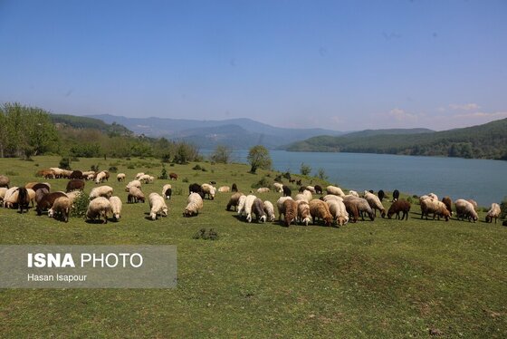 گزارش تصویری | طبیعت بهاری دریاچه لفور - مازندران