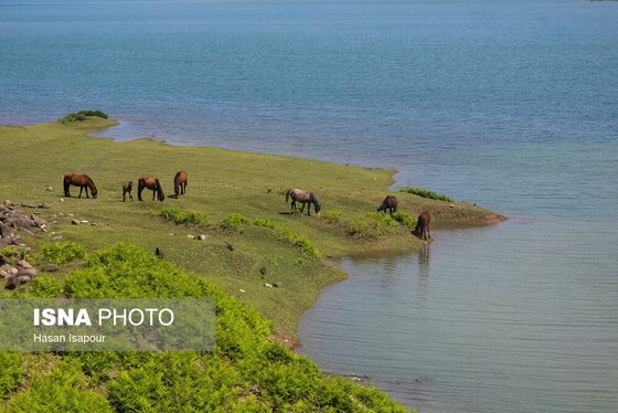 گزارش تصویری | طبیعت بهاری دریاچه لفور - مازندران