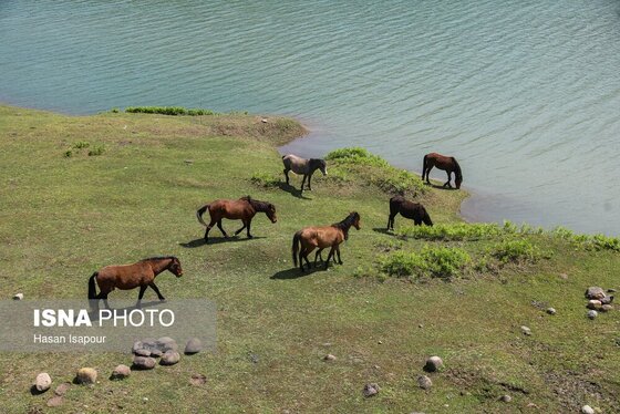 گزارش تصویری | طبیعت بهاری دریاچه لفور - مازندران