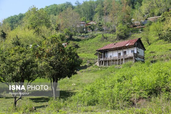 گزارش تصویری | طبیعت بهاری دریاچه لفور - مازندران