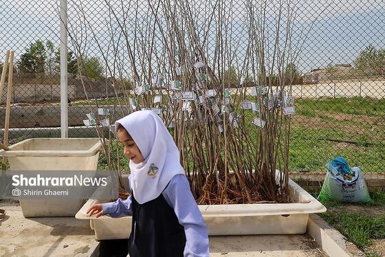 گزارش تصویری | طرح کاشت نهال به یاد دانش آموزان شهید مدرسه میناب