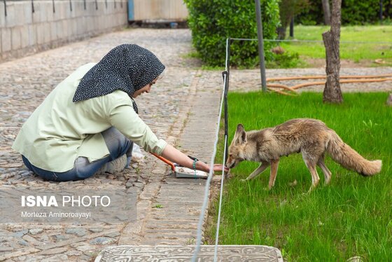 گزارش تصویری | ۲۵ فروردین، روز ملی عطار نیشابوری آرامگاه «شیخ فریدالدین عطار نیشابوری»